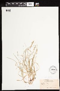 Carex disperma image