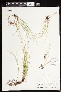 Carex disperma image