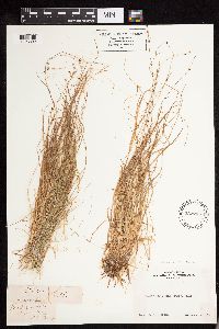 Carex disperma image