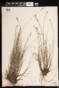 Carex disperma image