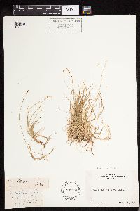 Carex disperma image
