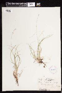 Carex disperma image