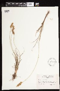 Carex douglasii image