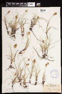 Carex douglasii image