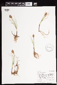 Carex douglasii image