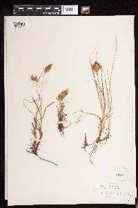 Carex douglasii image