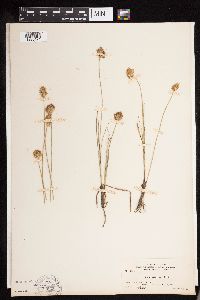 Carex douglasii image