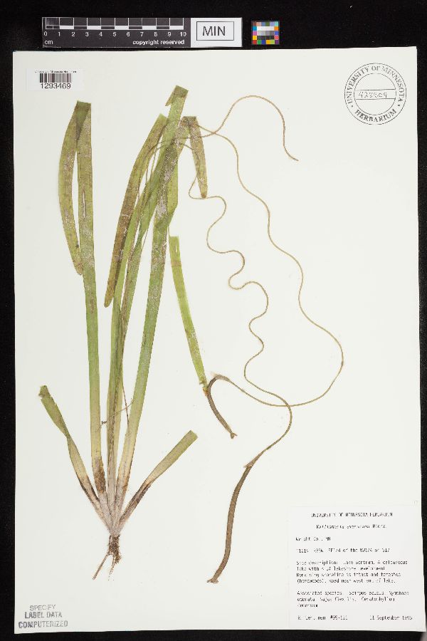 Vallisneria americana image