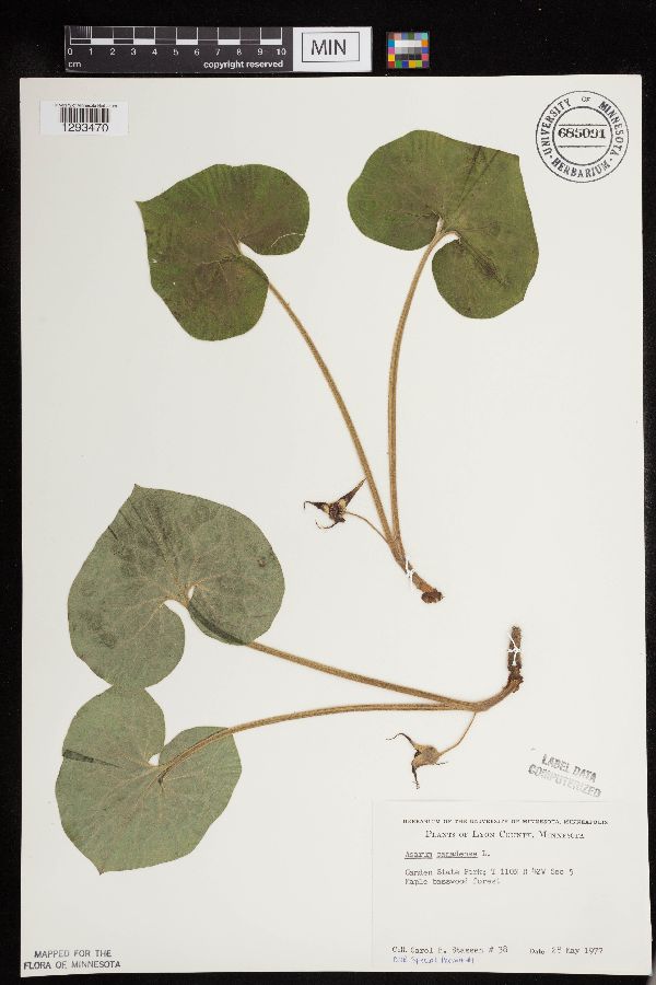 Aristolochiaceae image