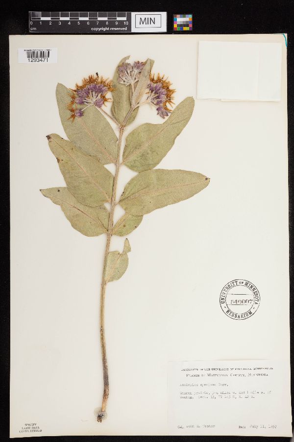 Apocynaceae image