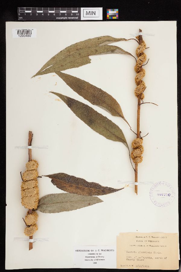 Cuscuta glomerata image