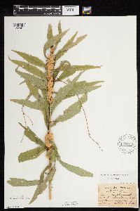 Cuscuta glomerata image