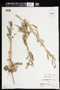 Cuscuta glomerata image
