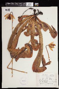 Darlingtonia californica image