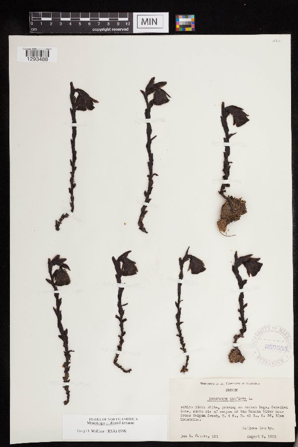 Monotropa image