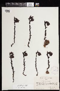 Image of Monotropa uniflora