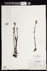 Monotropa uniflora image