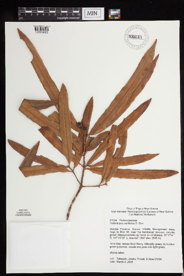 Podocarpus neriifolius image