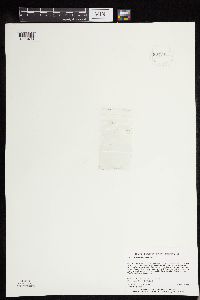 Wolffia borealis image