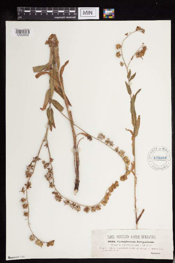 Cynoglossum hungaricum image
