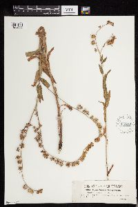 Media resource of Cynoglossum hungaricum