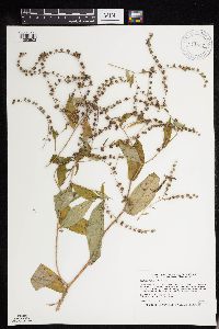 Hackelia virginiana image