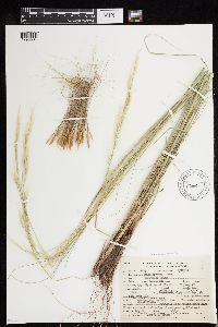 Media resource of Hesperostipa spartea