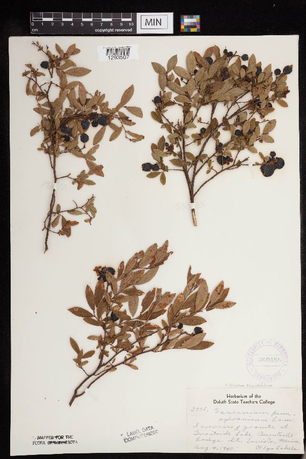 Vaccinium angustifolium image