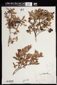Image of Vaccinium angustifolium