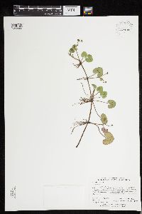 Image of Caltha natans