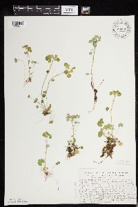 Image of Chrysosplenium iowense