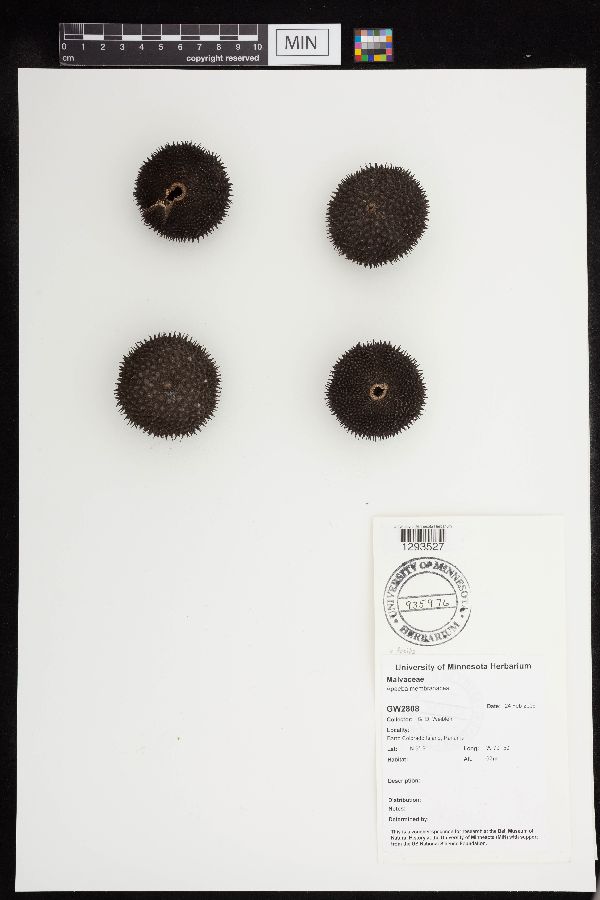 Apeiba membranacea image