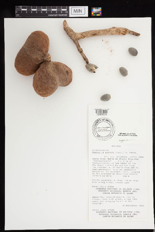 Sterculia image
