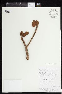 Sterculia apetala image