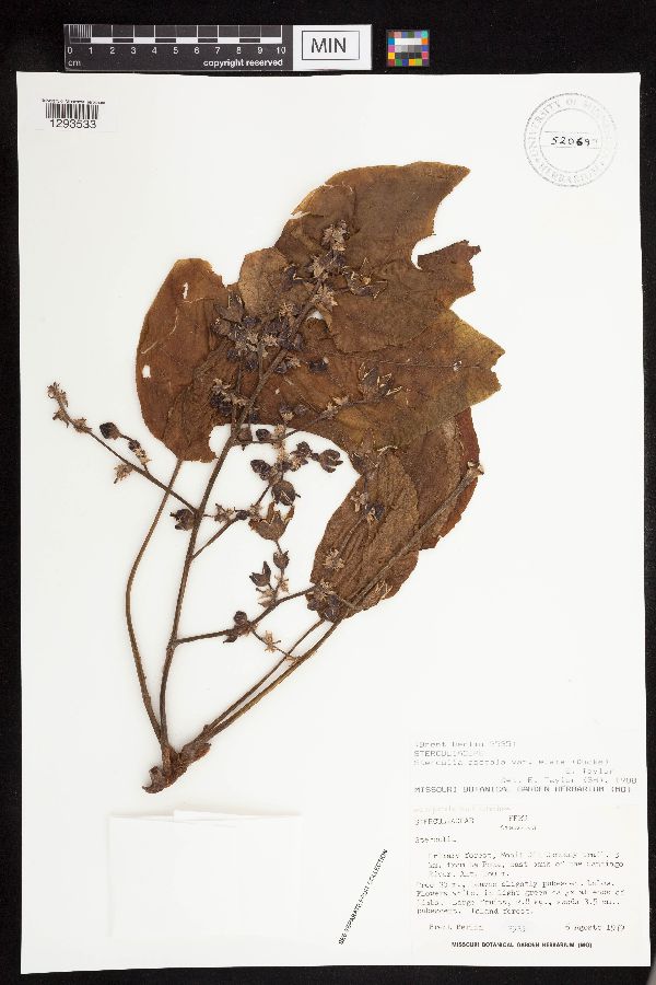 Sterculia apetala var. elata image