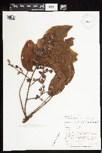 Sterculia apetala image