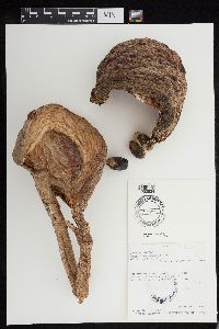 Sterculia apetala image