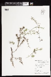 Najas guadalupensis image