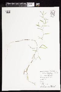 Potamogeton obtusifolius image