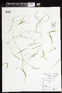 Potamogeton strictifolius image