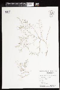 Potamogeton foliosus image