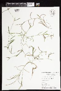 Potamogeton strictifolius image