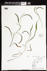 Potamogeton nodosus image