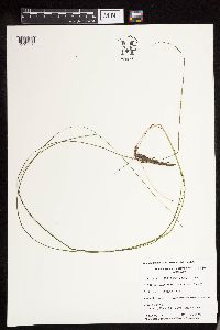 Schoenoplectus subterminalis image