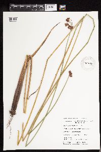 Schoenoplectus acutus image