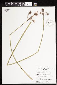 Schoenoplectus acutus image