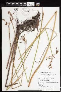 Schoenoplectus heterochaetus image