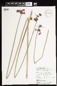 Schoenoplectus acutus image