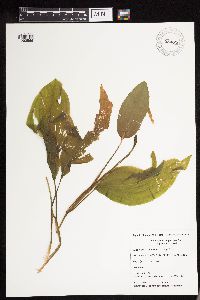 Potamogeton amplifolius image