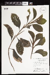 Potamogeton amplifolius image